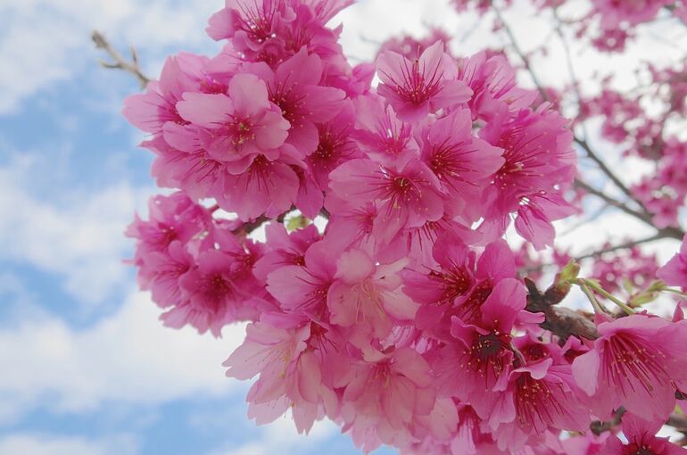 okinawa-taiwancherry-hikanzakura3